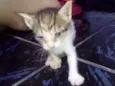 gatos