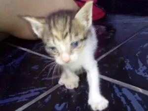Gato raça  idade Abaixo de 2 meses nome gatos
