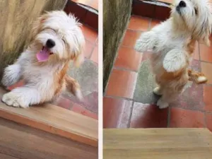 Cachorro raça  idade 2 a 6 meses nome Thor