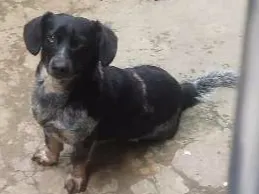 Cachorro ra a Desconhecida idade 2 anos nome Valente