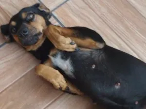 Cachorro raça Vira lata  idade 7 a 11 meses nome Joaquina