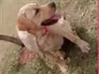 Cachorro raça Labrador idade 3 anos nome Clhoe 