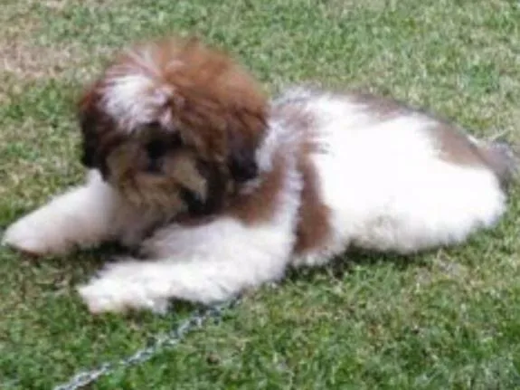 Cachorro ra a Shih-tzu com Lhasa apso idade 2 a 6 meses nome cookie