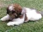 Cachorro raça Shih-tzu com Lhasa apso idade 2 a 6 meses nome cookie
