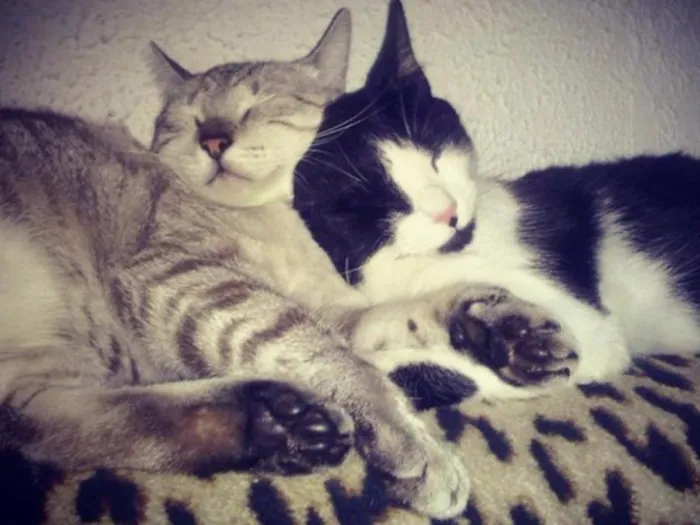 Gato ra a SRD idade 3 anos nome Ariel e Marie