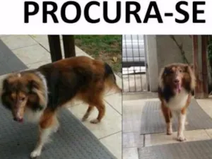 Cachorro raça Pastor shetland idade 1 ano nome Bob