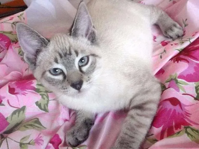 Gato ra a SRD idade 2 a 6 meses nome Eddie