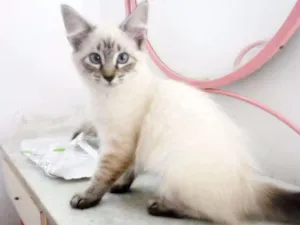 Gato raça SRD idade 2 a 6 meses nome Liz
