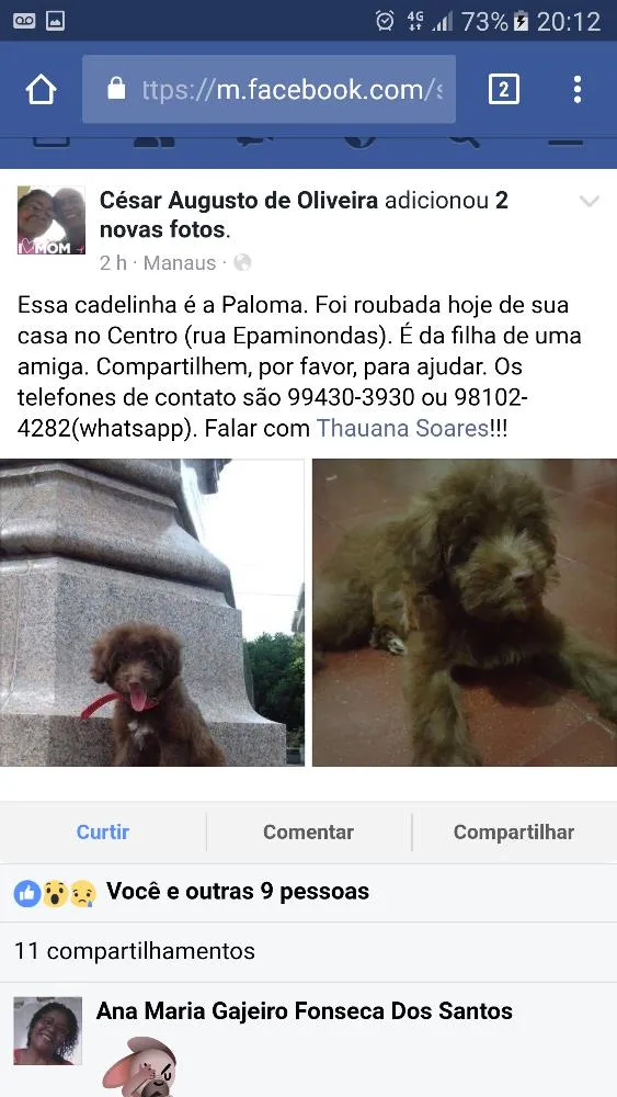 Cachorro ra a Poddle idade 2 a 6 meses nome Paloma 