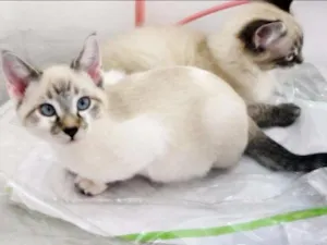 Gato raça SRD idade 2 a 6 meses nome Flor