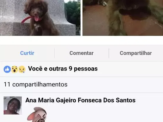 Cachorro ra a Poddle idade 2 a 6 meses nome Paloma 