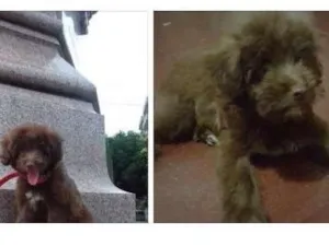 Cachorro raça Poddle idade 2 a 6 meses nome Paloma 