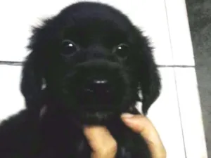 Cachorro raça misturada idade Abaixo de 2 meses nome Não tem