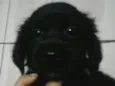 Não tem