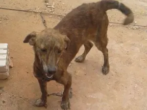 Cachorro raça vira lata idade 1 ano nome Meg