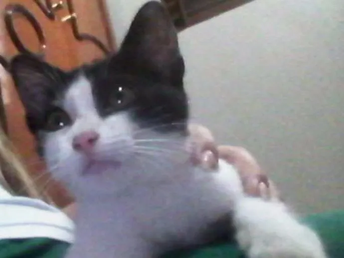 Gato ra a  idade 2 a 6 meses nome nina