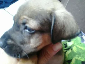 Cachorro raça Mestiça idade Abaixo de 2 meses nome Não tem