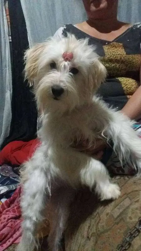 Cachorro ra a Mestiça idade 1 ano nome Lara