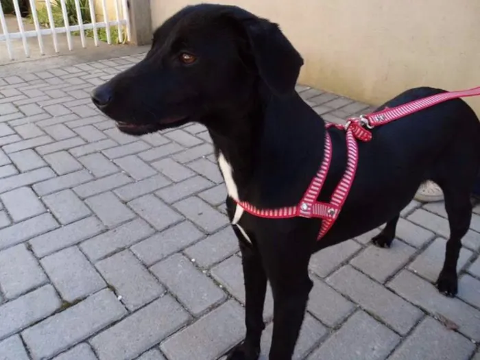 Cachorro ra a SRD idade 1 ano nome Rafa