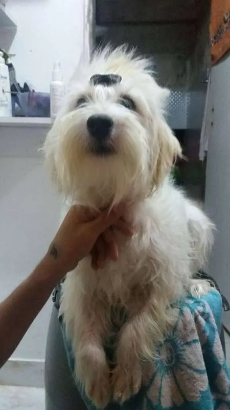 Cachorro ra a Mestiça idade 1 ano nome Lara