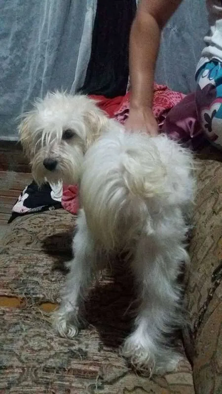 Cachorro ra a Mestiça idade 1 ano nome Lara