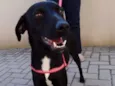 Rafa
