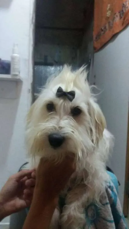 Cachorro ra a Mestiça idade 1 ano nome Lara