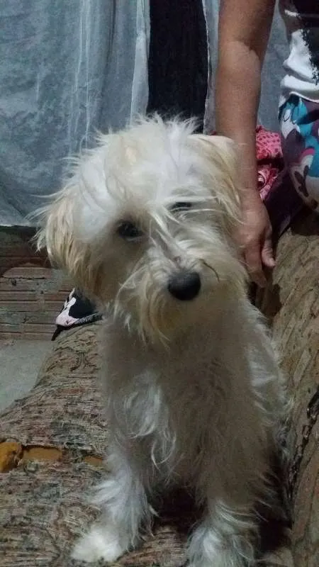 Cachorro ra a Mestiça idade 1 ano nome Lara