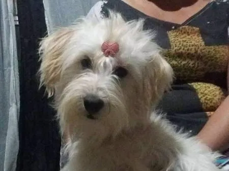 Cachorro ra a Mestiça idade 1 ano nome Lara