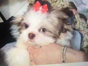 Cachorro raça Shih tzu idade 2 anos nome Lady maria gehlen