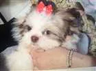 Cachorro raça Shih tzu idade 2 anos nome Lady maria gehlen
