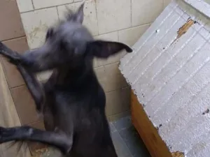 Cachorro raça Srd idade 7 a 11 meses nome Nina