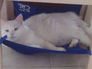 Gato raça Vira Lata idade 6 ou mais anos nome Kitty