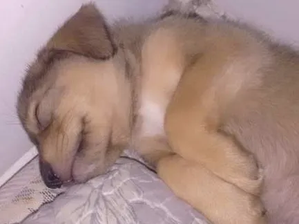 Cachorro ra a indefinida idade 2 a 6 meses nome Ted