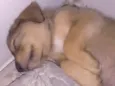 Ted