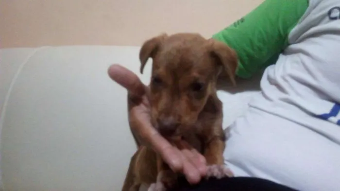 Cachorro raça Labrador / vira-lata idade Abaixo de 2 meses nome -Sem nome-