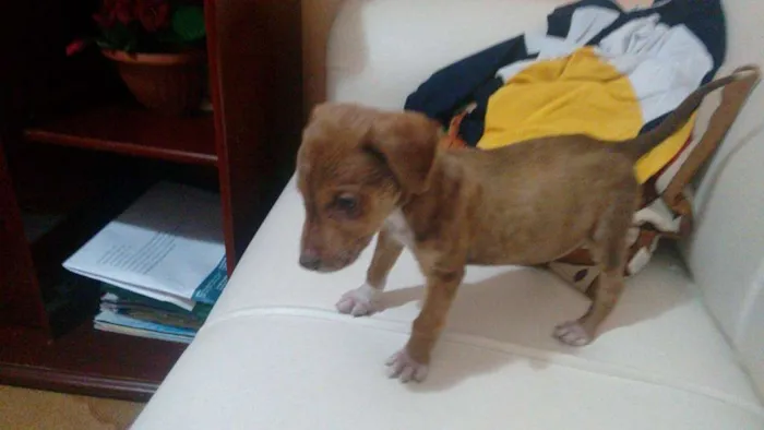 Cachorro raça Labrador / vira-lata idade Abaixo de 2 meses nome -Sem nome-