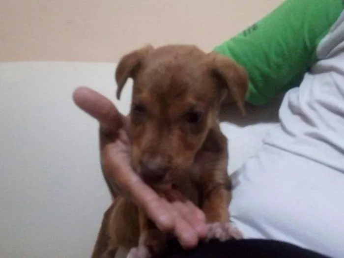 Cachorro raça Labrador / vira-lata idade Abaixo de 2 meses nome -Sem nome-