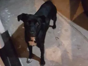Cachorro raça Misto grande idade 5 anos nome Rex