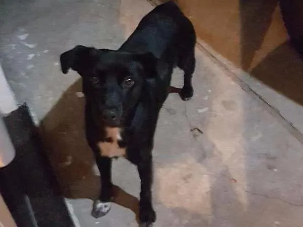 Cachorro ra a Misto grande idade 5 anos nome Rex