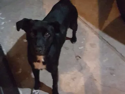 Cachorro raça Misto grande idade 5 anos nome Rex