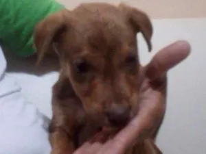 Cachorro raça Labrador / vira-lata idade Abaixo de 2 meses nome -Sem nome-