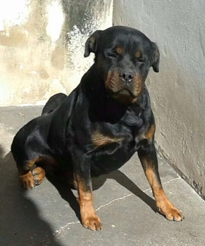 Cachorro ra a Rottweiler idade 3 anos nome Thor