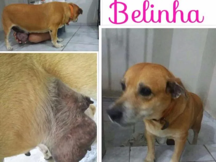 Cachorro ra a Vira lata idade 6 ou mais anos nome Belinha