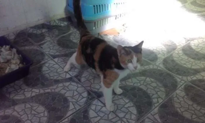 Gato raça indefinida idade 2 a 6 meses nome Amarelinha