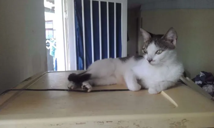 Gato raça indefinida idade 2 a 6 meses nome Amarelinha