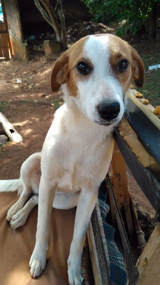 Cachorro ra a Srd idade 7 a 11 meses nome Sem nome