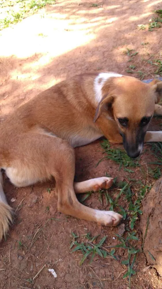 Cachorro ra a Srd idade 7 a 11 meses nome Sem nome