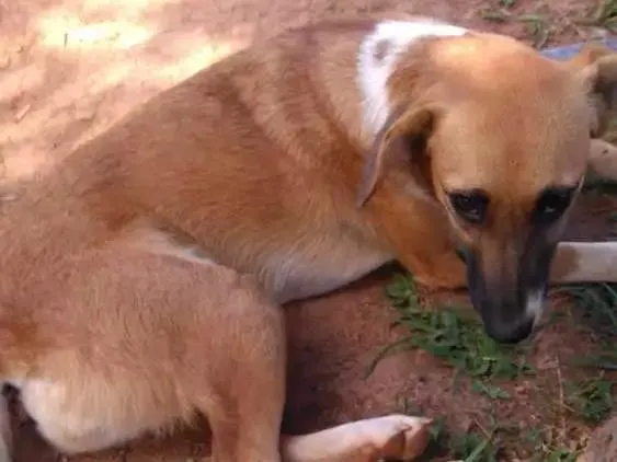 Cachorro ra a Srd idade 7 a 11 meses nome Sem nome