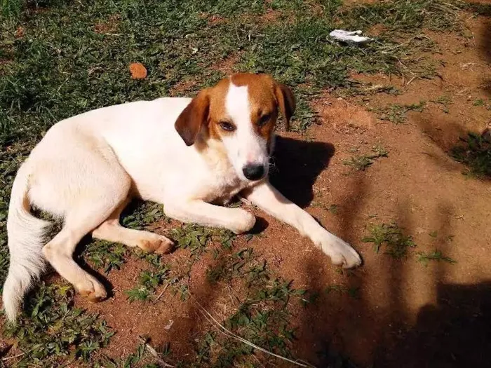 Cachorro ra a Srd idade 7 a 11 meses nome Sem nome